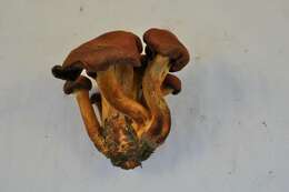 Image of Cortinarius smithii Ammirati, Niskanen & Liimat. 2013