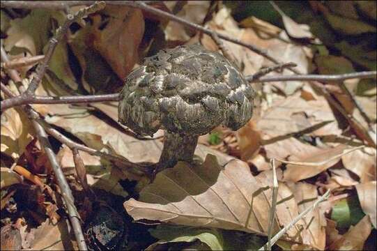 Слика од Strobilomyces