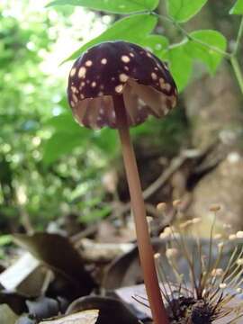 Image of Marasmius