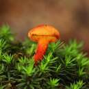 Image of Phylloporus fagicola Montoya & Bandala 2011