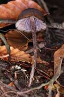 Image of Psilocybe