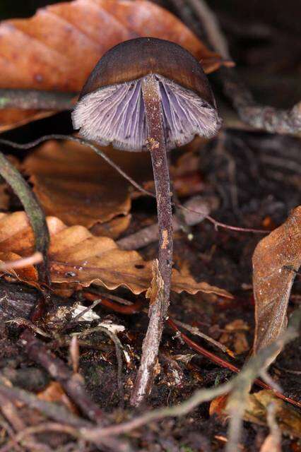 Image of Psilocybe