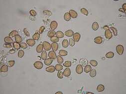 Image of <i>Psilocybe hoogshagenii</i>