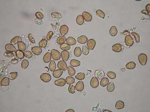 Image of <i>Psilocybe hoogshagenii</i>