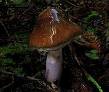 Image of Cortinarius vanduzerensis A. H. Sm. & Trappe 1972