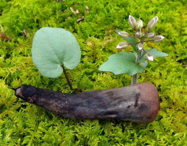 Image de Sarcosomataceae