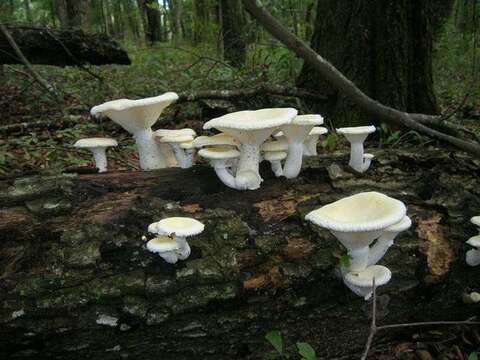 Image of Pleurotus