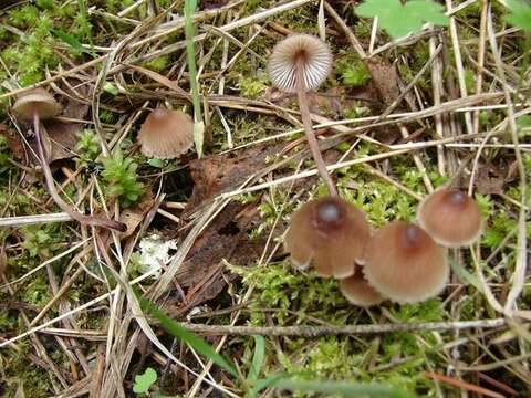 Image of Mycena