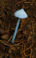 Image of Entoloma virescens (Sacc.) E. Horak ex Courtec. 1986