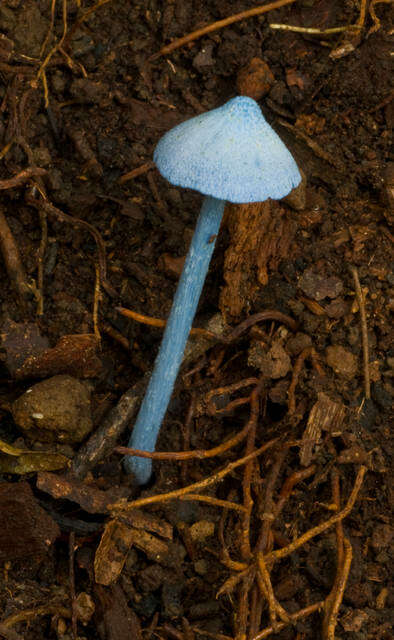 Image of Entoloma virescens (Sacc.) E. Horak ex Courtec. 1986