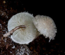 Image of Cystolepiota