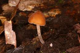 Image of Psilocybe yungensis Singer & A. H. Sm. 1958