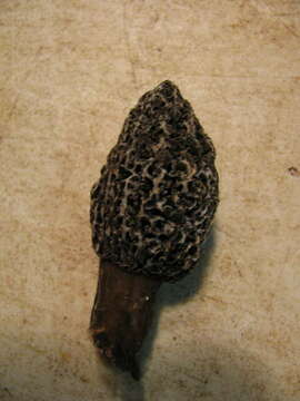 Imagem de Morchella tomentosa M. Kuo 2008