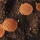 Image of resin sarea lichen