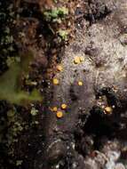 Image of sarea lichen