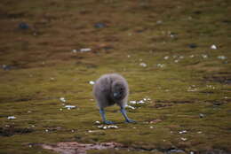 Image of Brown Skua