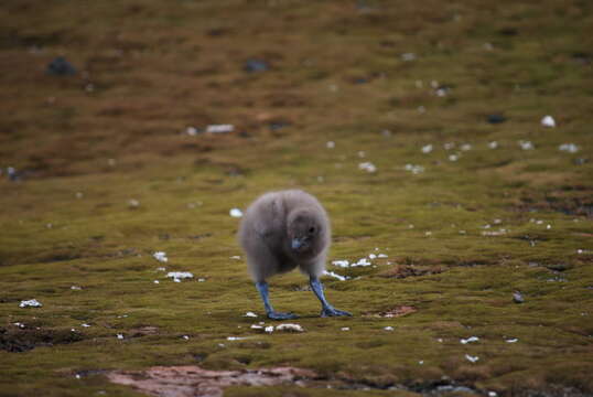 Image of Brown Skua