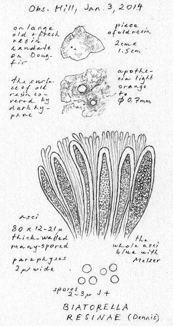 Image of sarea lichen