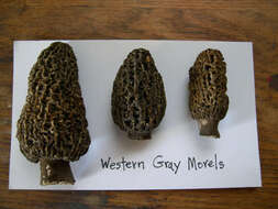 Image de Morchella tomentosa M. Kuo 2008