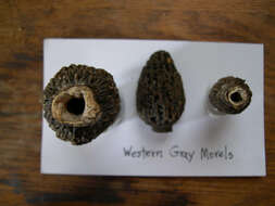 Image of Morchella tomentosa M. Kuo 2008