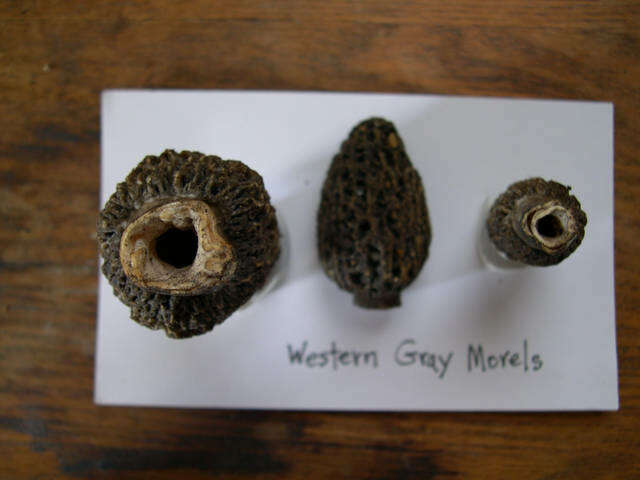 Image de Morchella tomentosa M. Kuo 2008