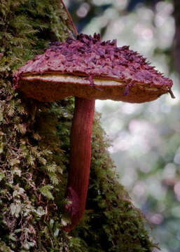 Image of Boletellus