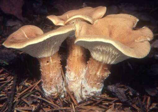 Image of Clitocybe squamulosa (Pers.) P. Kumm. 1871