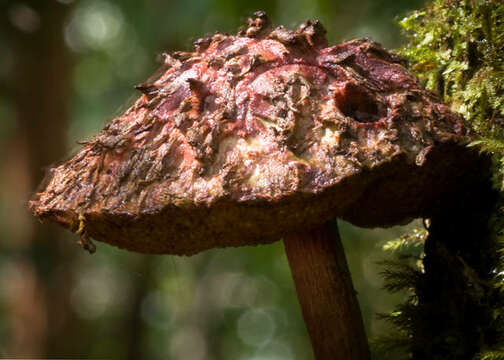 Image of Boletellus