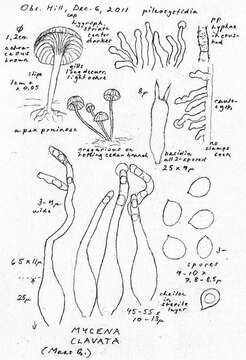 Porotheleaceae resmi