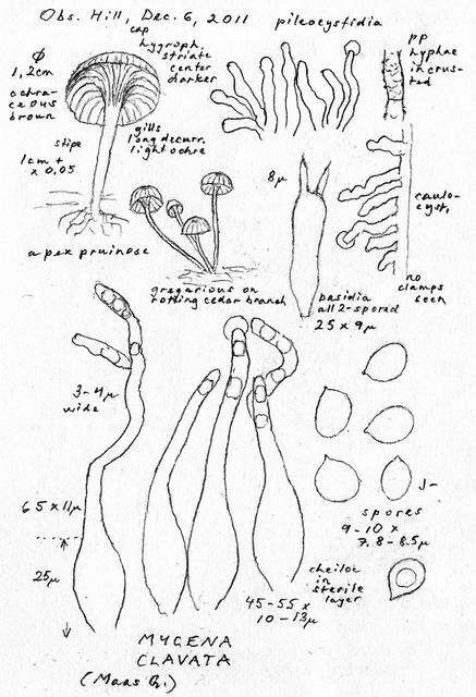 Image of Porotheleaceae