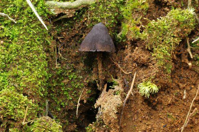 Image of Psilocybe