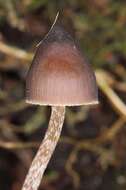 Image of Psilocybe