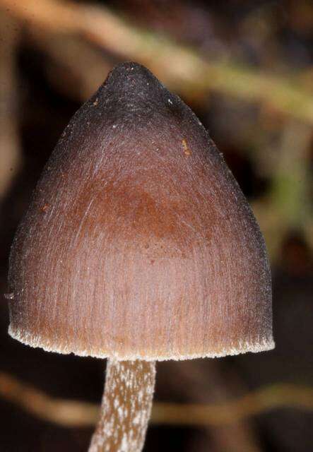 Imagem de Psilocybe