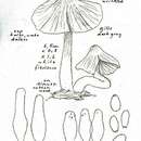 Image de Psathyrella pseudolarga A. H. Sm. 1972