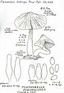 Image of Psathyrella pseudolarga A. H. Sm. 1972
