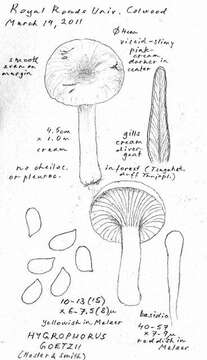 Sivun Hygrophorus goetzei Hesler & A. H. Sm. 1963 kuva