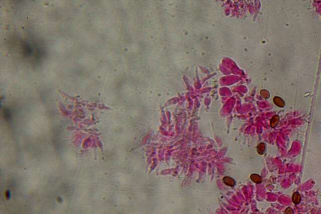 Image de Psilocybe samuiensis Guzmán, Bandala & J. W. Allen 1993