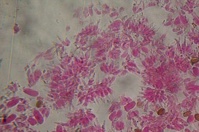 Image de Psilocybe samuiensis Guzmán, Bandala & J. W. Allen 1993