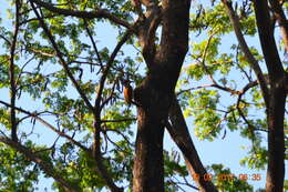 Image of Black-rumped Flameback