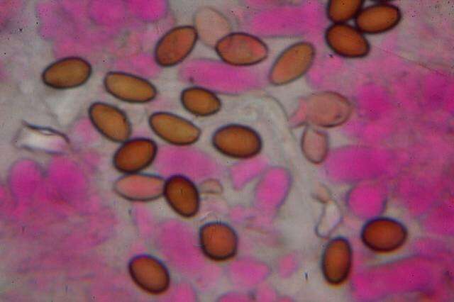 Image de Psilocybe samuiensis Guzmán, Bandala & J. W. Allen 1993