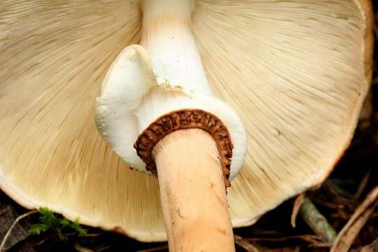 Image of Cystolepiota