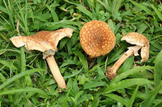 Image of Cystolepiota