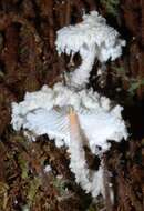 Image of Cystolepiota