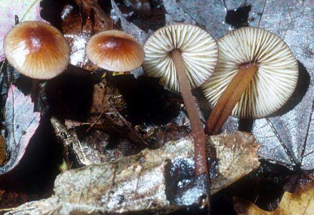 Plancia ëd Mycena atkinsoniana A. H. Sm. 1947