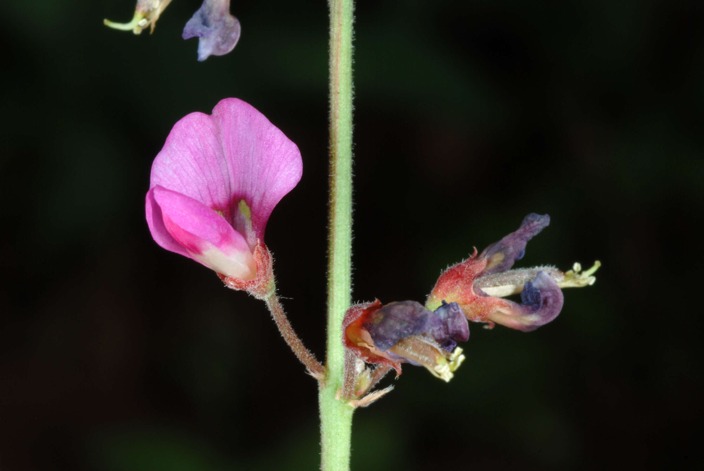 Image of zarzabacoa comun