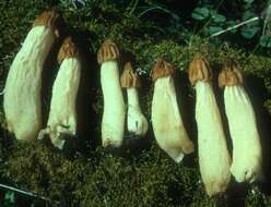 Image of Morchella punctipes Peck 1903