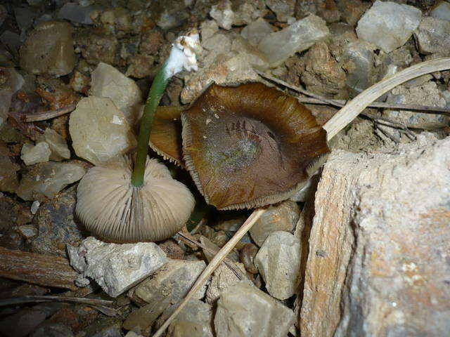 Entoloma resmi