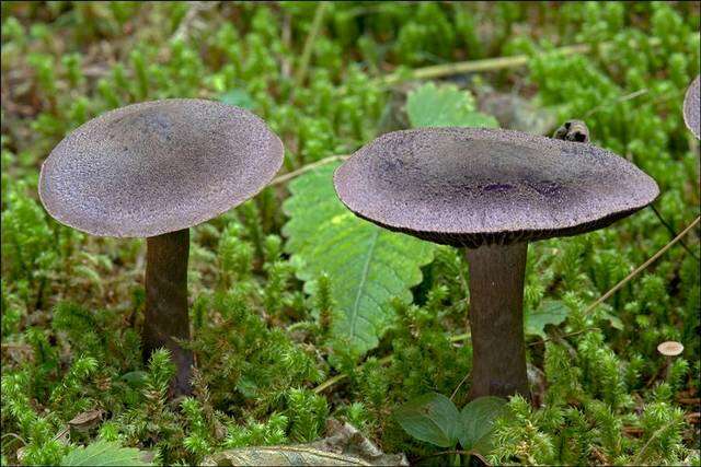 Image of Cortinarius hercynicus (Pers.) M. M. Moser 1967