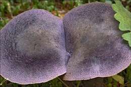 Image of Cortinarius hercynicus (Pers.) M. M. Moser 1967