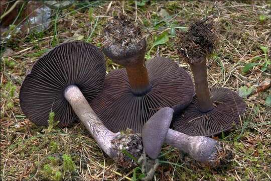 Image of Cortinarius hercynicus (Pers.) M. M. Moser 1967